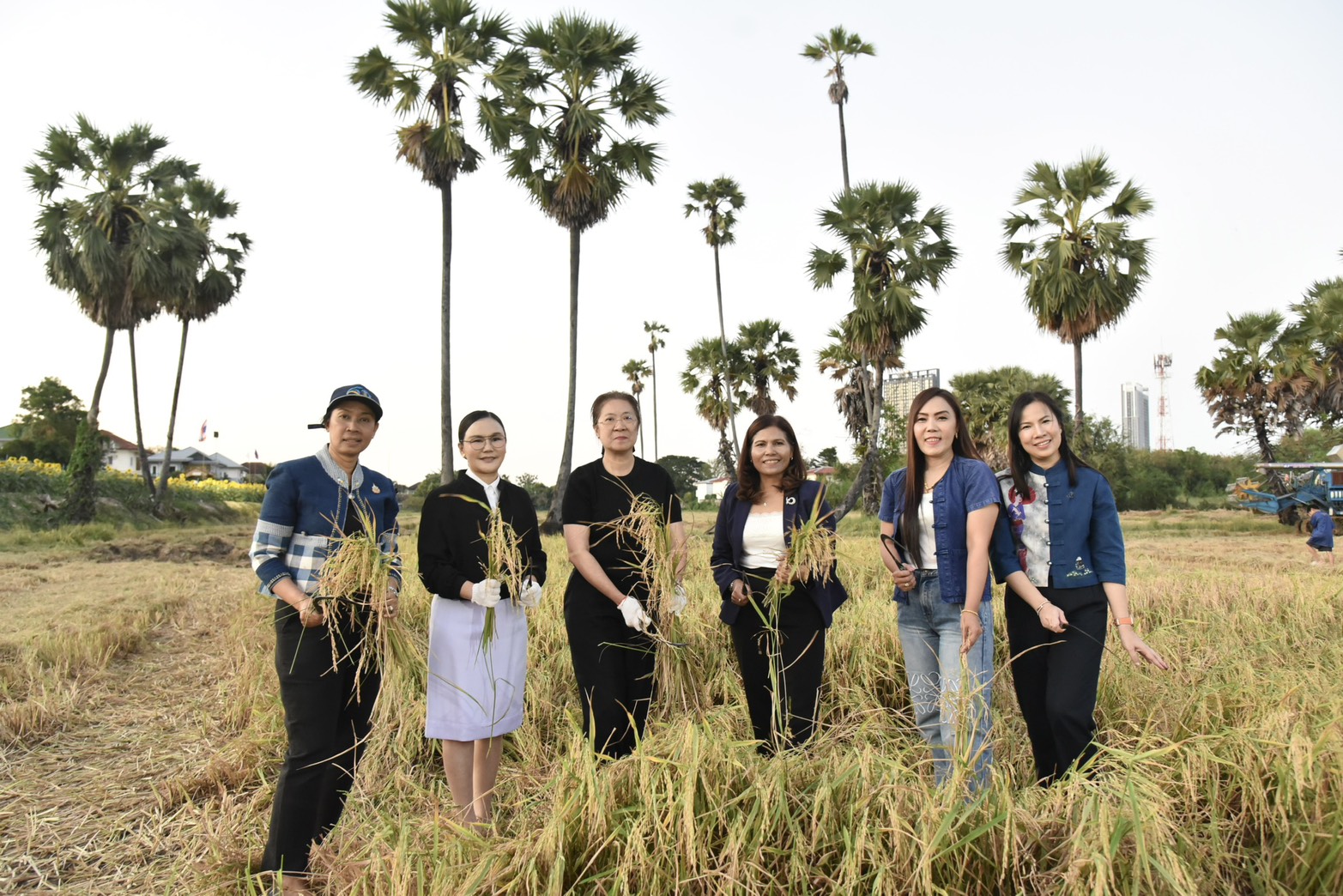 จังหวัดนนทบุรีจัดกิจกรรม &ldquo;เกี่ยวข้าวชมตะวัน ณ ทุ่งบางรักน้อย&rdquo; ส่งเสริมการท่องเที่ยวชุมชน