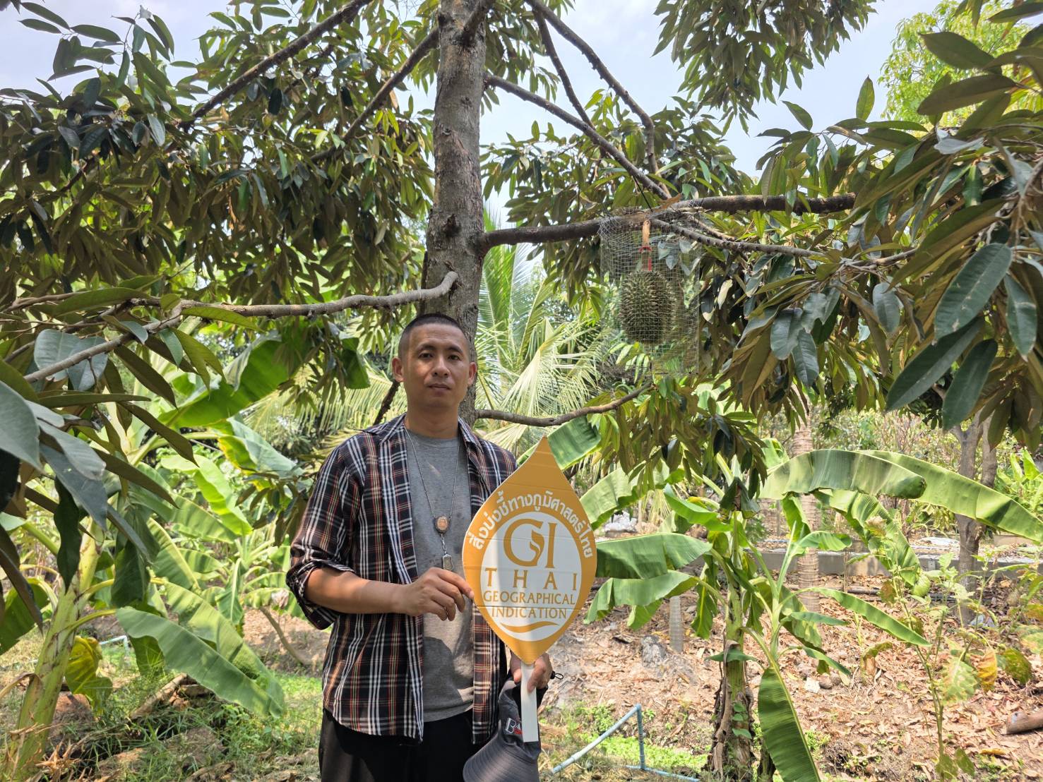 "เกษตรนนท์" ตรวจประเมินแปลงทุเรียนนนท์ เพื่อพิจารณาแปลงที่ขอต่ออายุใช้ตราอนุญาตใช้สิ่งบ่งชี้ทางภูมิศาสตร์ (GI) และผู้ขออนุญาตใช้ตราสัญลักษณ์สิ่งบ่งชี้ทางภูมิศาสตร์ (GI) รายใหม่